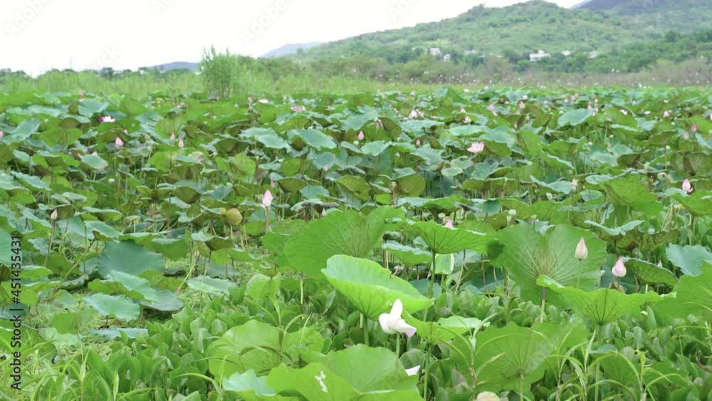 panoramic view beautiful lotus flowers in a spacious field in nature on a bright summer’s day in dapo pond taitung, taiwan. panoramic view beautiful lotus flowers in a spacious field in nature on a bright summer’s day in dapo pond taitung, taiwan.