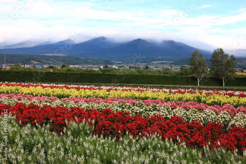 北海道の風景、花の絨毯。９月の花畑