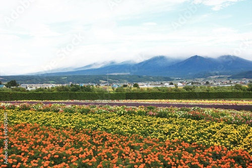 北海道の風景、花の絨毯。９月の花畑