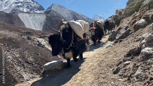 Yaks in Reih und Glied auf dem Mount Everest Base Camp Trek - V0045 photo