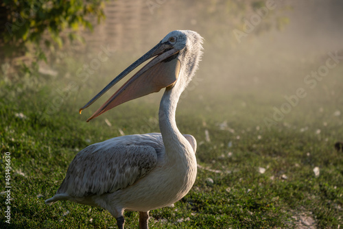 Pelican portrait in a garden
