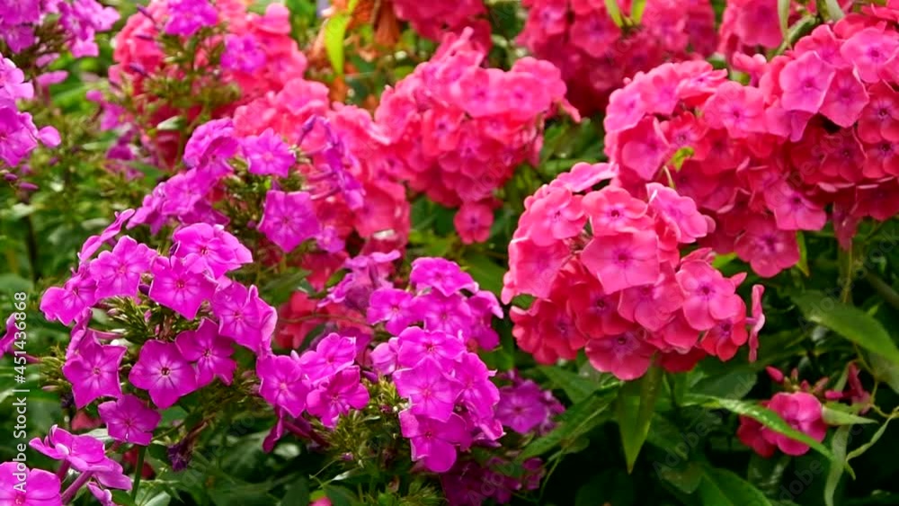 Beautiful summer flowers growing in the garden. Phlox paniculata, fall phlox, garden phlox, perennial phlox. Beautiful summer flowers growing in the garden. Phlox paniculata, fall phlox, garden phlox, perennial phlox.