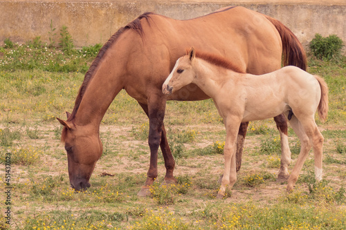 Mare and foal graze in a garden.