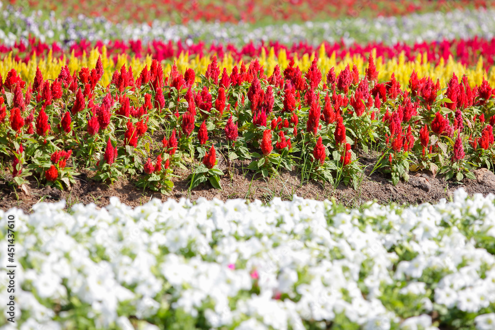 Flower garden at Christmas,Colorful rows of spring hyacinth flowers.