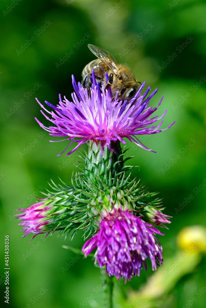 Western honey bee (Apis mellifera) on a flowering field thistle (Cirsium arvense) // Westliche Honigbiene (Apis mellifera) an Acker-Kratzdistel (Cirsium arvense) Western honey bee (Apis mellifera) on a flowering field thistle (Cirsium arvense) // Westliche Honigbiene (Apis mellifera) an Acker-Kratzdistel (Cirsium arvense)