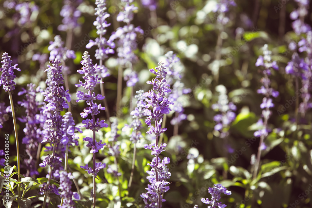Natural flower background, Amazing nature view of purple flowers blooming in garden under sunlight at the middle of summer day,Blue salvia in garden Purple. Natural flower background, Amazing nature view of purple flowers blooming in garden under sunlight at the middle of summer day,Blue salvia in garden Purple.