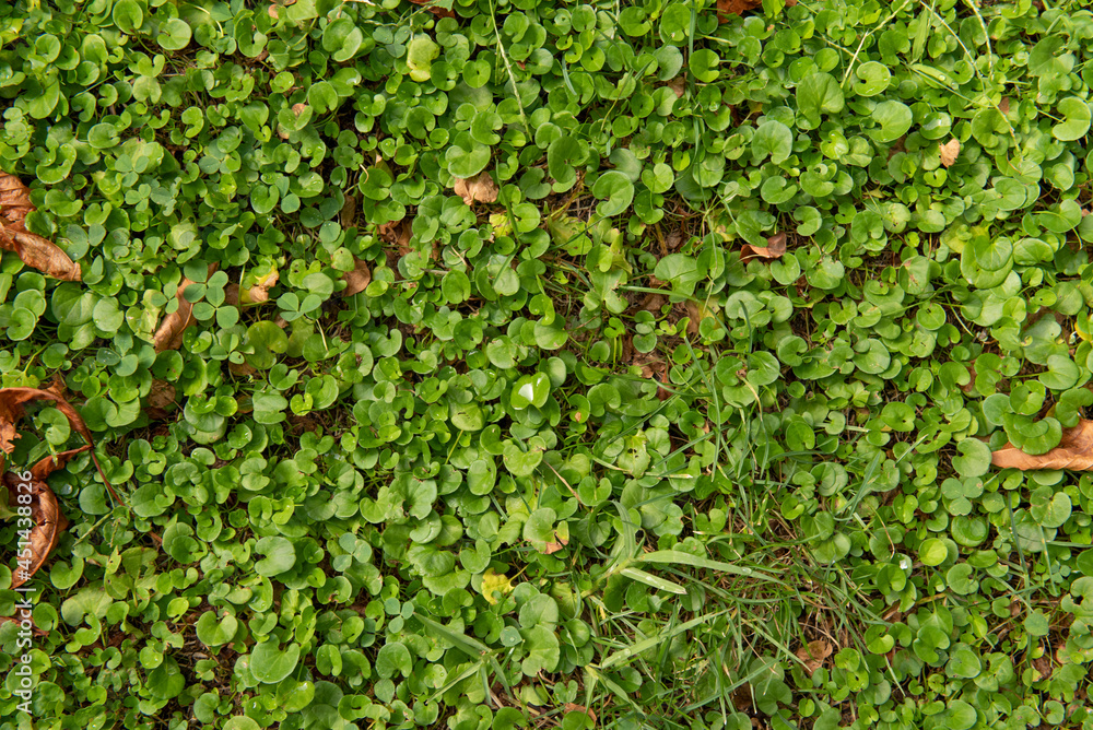 Soil green herbs texture for background or vector use Soil green herbs texture for background or vector use