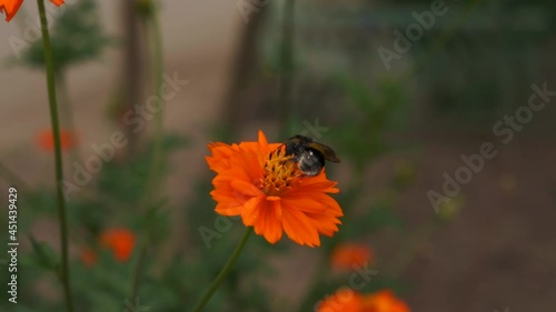 Bee on orange flower close up