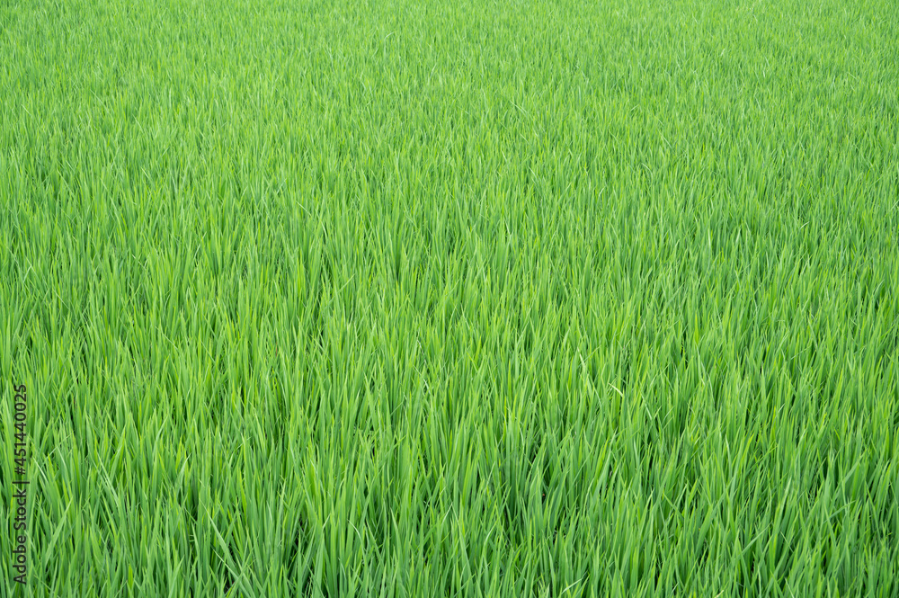 The green rice in the paddy field began to bear rice The green rice in the paddy field began to bear rice