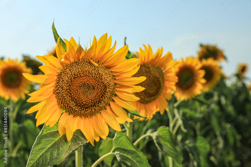 Fototapeta premium Sunflowers growing in field outdoors on sunny day
