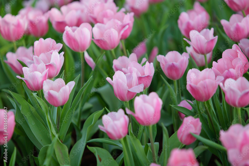 Close up flowers background. Amazing view of colorful pink tulip flowering in the garden and green grass landscape at sunny summer or spring day.