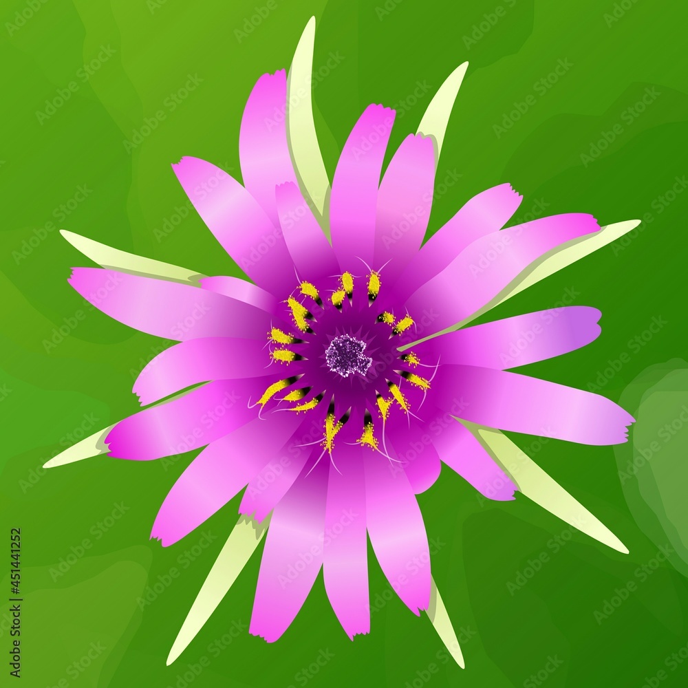 Salsify flower closeup macro realistic illustration. Vector illustration. Salsify flower closeup macro realistic illustration. Vector illustration.