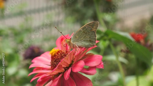 Butterfly sits on a big pink flower close up
