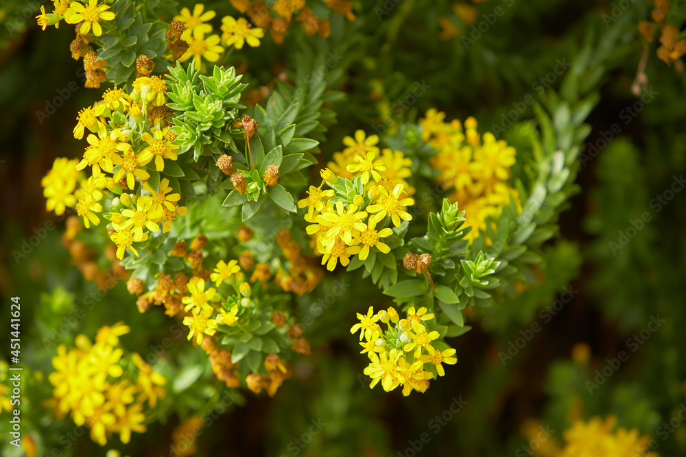 Wild small yellow flowers in green grass. White wood flowers. Wild small yellow flowers in green grass. White wood flowers.