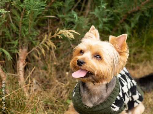 Yorkshire Terrier sits in the grass on a sunny day outdoors. Portrait of a dog. © Hit Stop Media