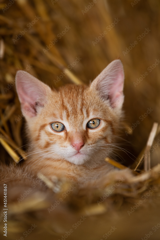 Fototapeta premium Red tabby kitten on a farm