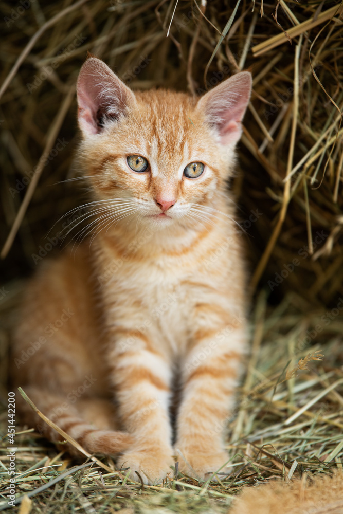 Red tabby kitten on a farm