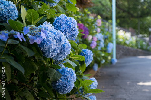 晴れた日の下町の紫陽花　東京都文京区　日本