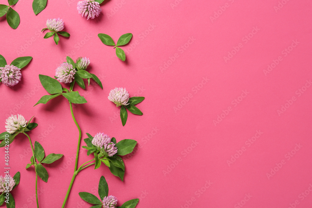Beautiful clover flowers on pink background, flat lay. Space for text Beautiful clover flowers on pink background, flat lay. Space for text