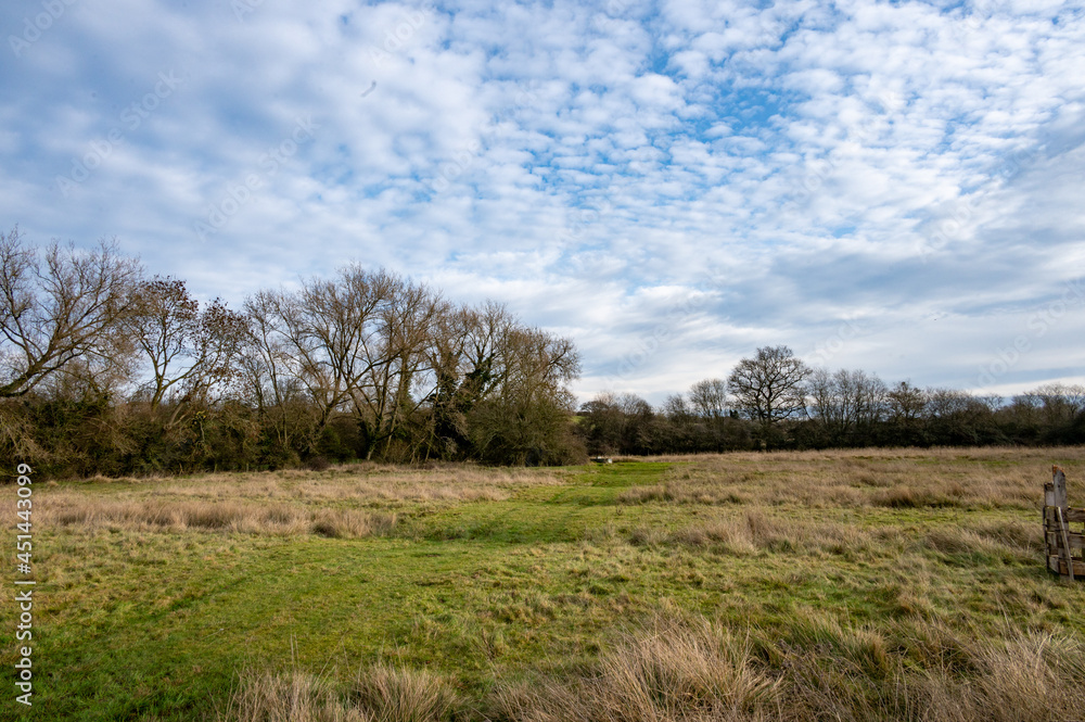 black poplar trees on farmland black poplar trees on farmland