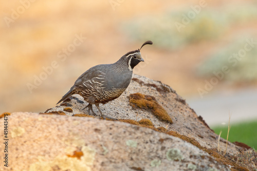 Quail in the early morning light