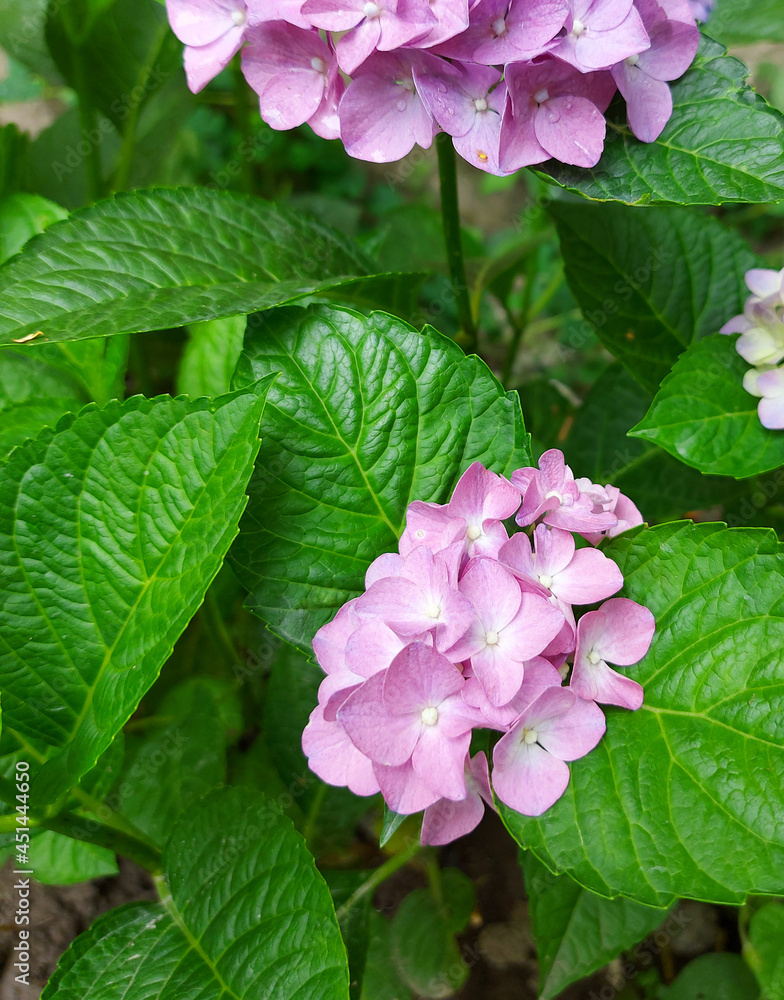 hydrangea blooms in the garden. flowers, gardening, bush. hydrangea blooms in the garden. flowers, gardening, bush.