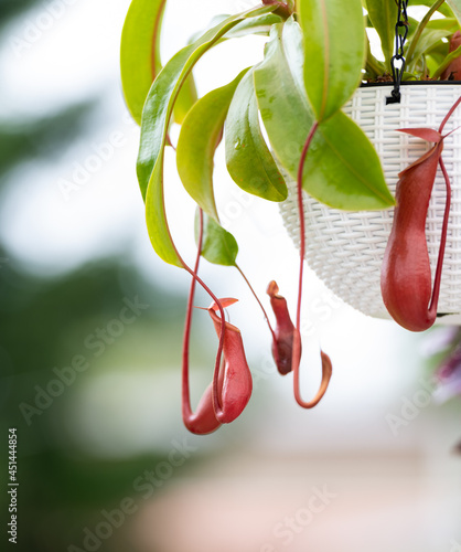 Tropical Pitcher Plant Outside in Summer photo