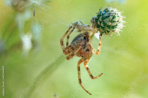  spider hanging on a blade of grass close-up on a beautiful background