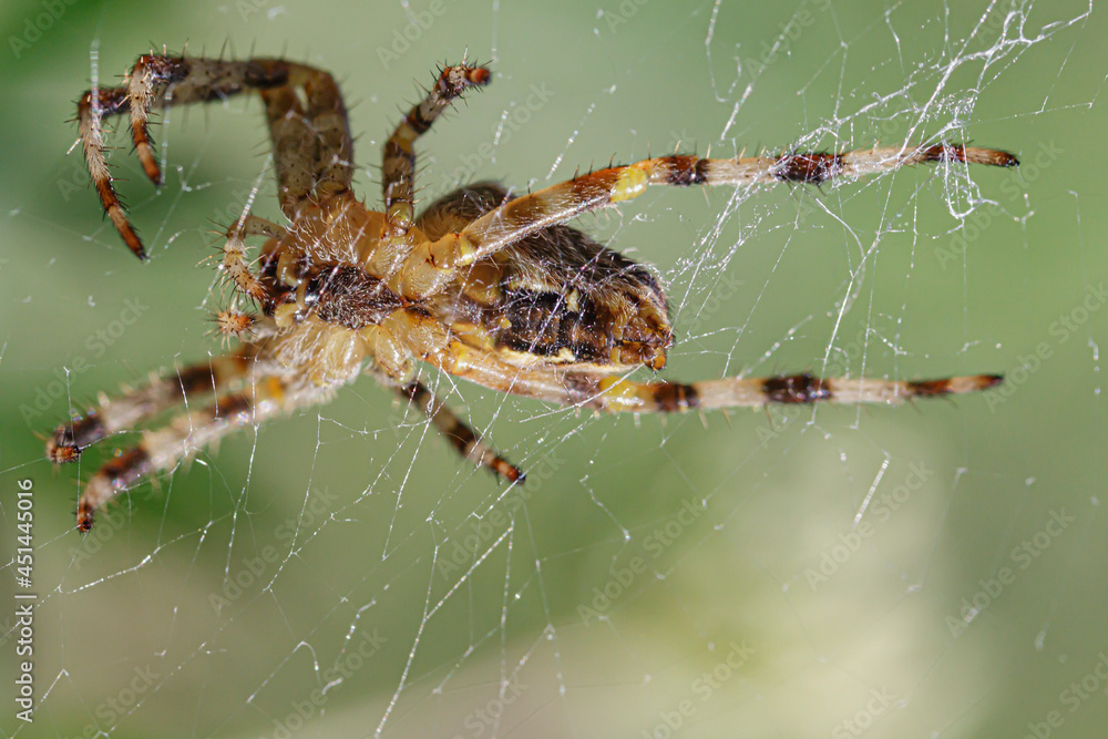 Naklejka premium spider on cobweb bottom view macro