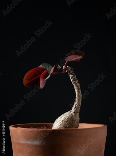 Small caudex Plant Phyllanthus Mirabilis with Reddish and Green Leaves photo