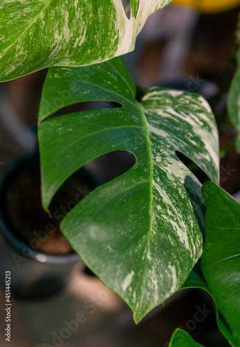 Close up of Monstera Leaf in Albo Variegata photo