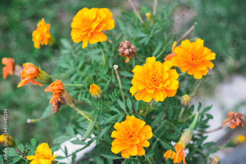 marigolds. Photo background. large plan orange and yellow beautiful flowers. © YuYuPHOTO