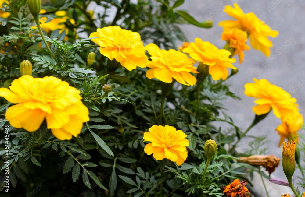marigolds. Photo background. large plan orange and yellow beautiful flowers. marigolds. Photo background. large plan orange and yellow beautiful flowers.