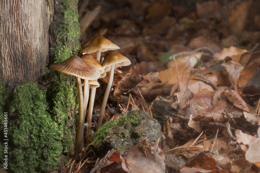 Fototapeta premium mushrooms in the forest