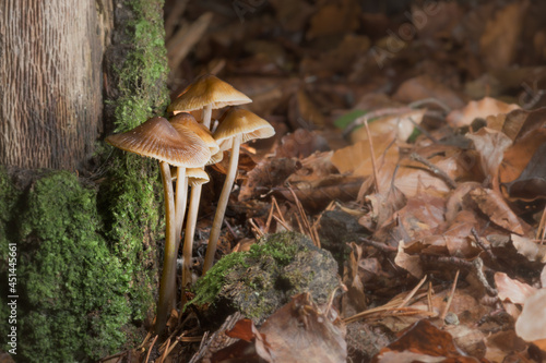 mushrooms in the forest