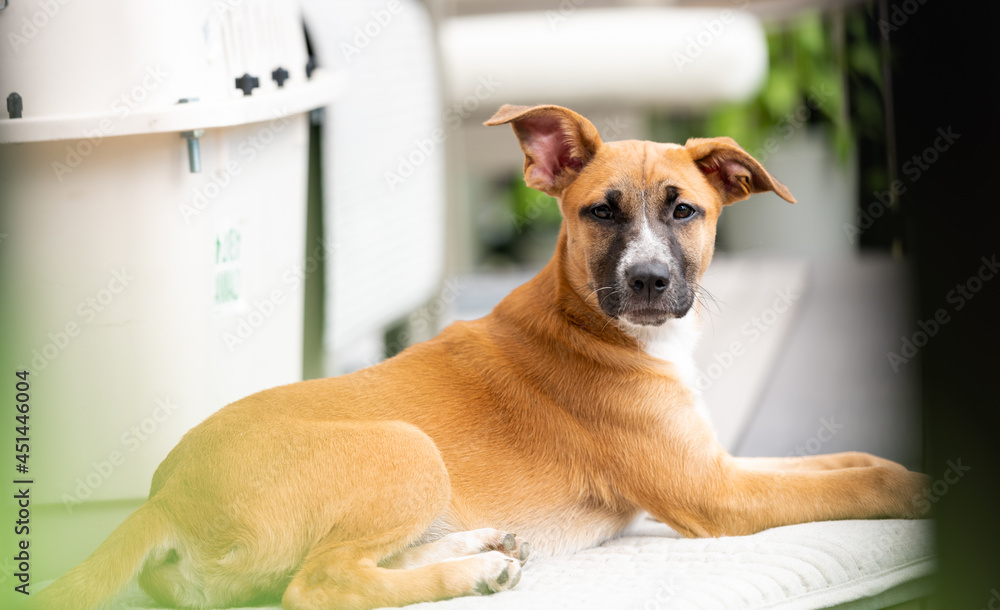 Young Mixed Breed Puppy Hanging Out on Deck Young Mixed Breed Puppy Hanging Out on Deck