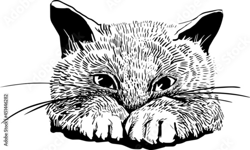 Vector linear drawing Kitten. Suitable for clothing, interior design, and more.