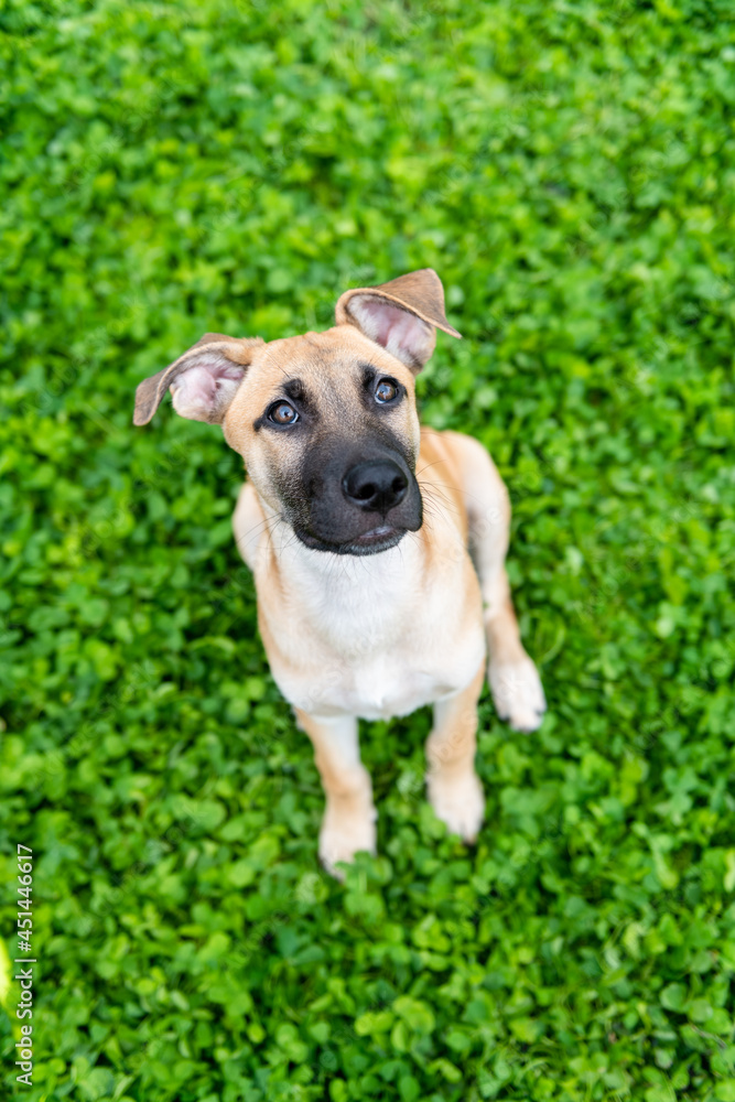 Young Mixed Breed Puppy Hanging Out on Deck Young Mixed Breed Puppy Hanging Out on Deck