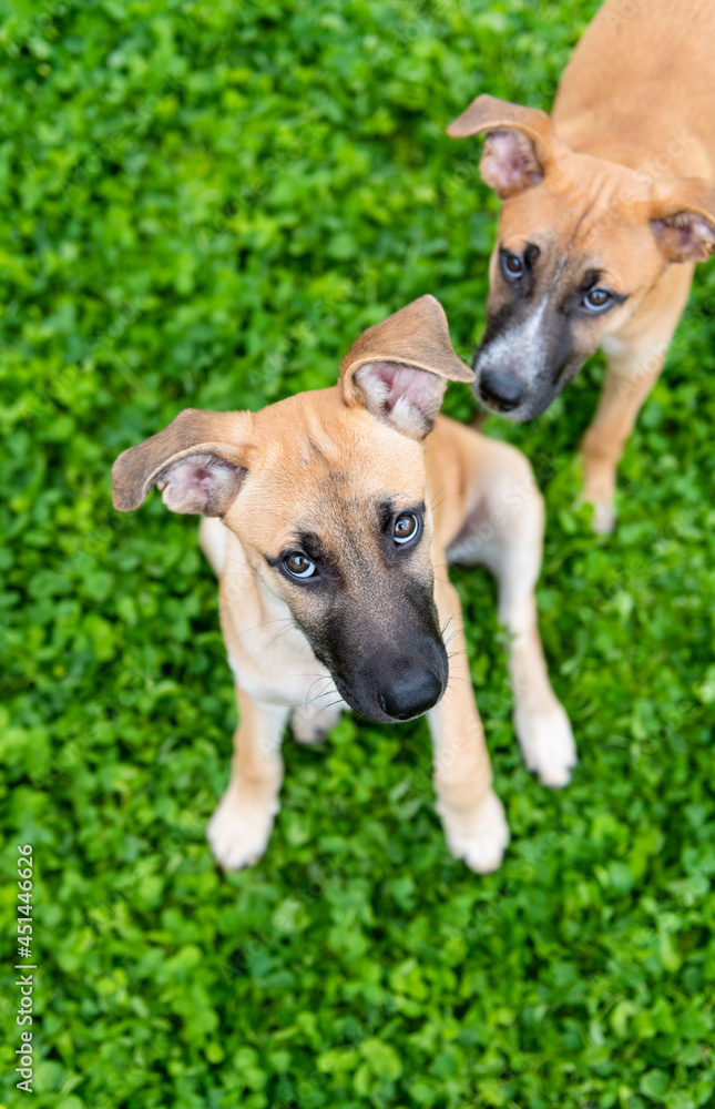 Young Mixed Breed Puppy Hanging Out on Deck 