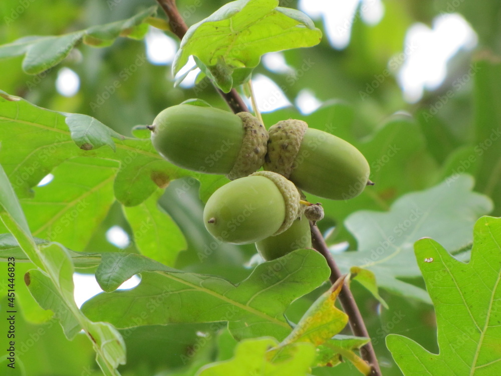 Small green acorns. Young fruits of an old oak Small green acorns. Young fruits of an old oak