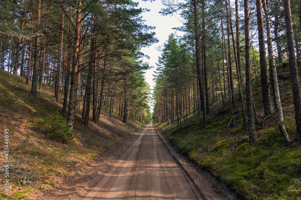 Fototapeta premium Sandy road in nice pine forest.