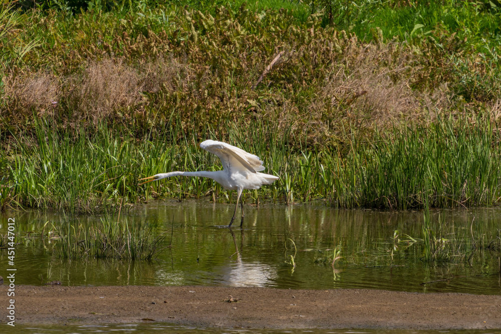 White heron hunting in the evening, Desna river, Ukraine