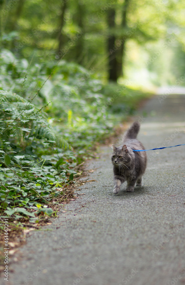 Walking with grey siberian cat in forest park