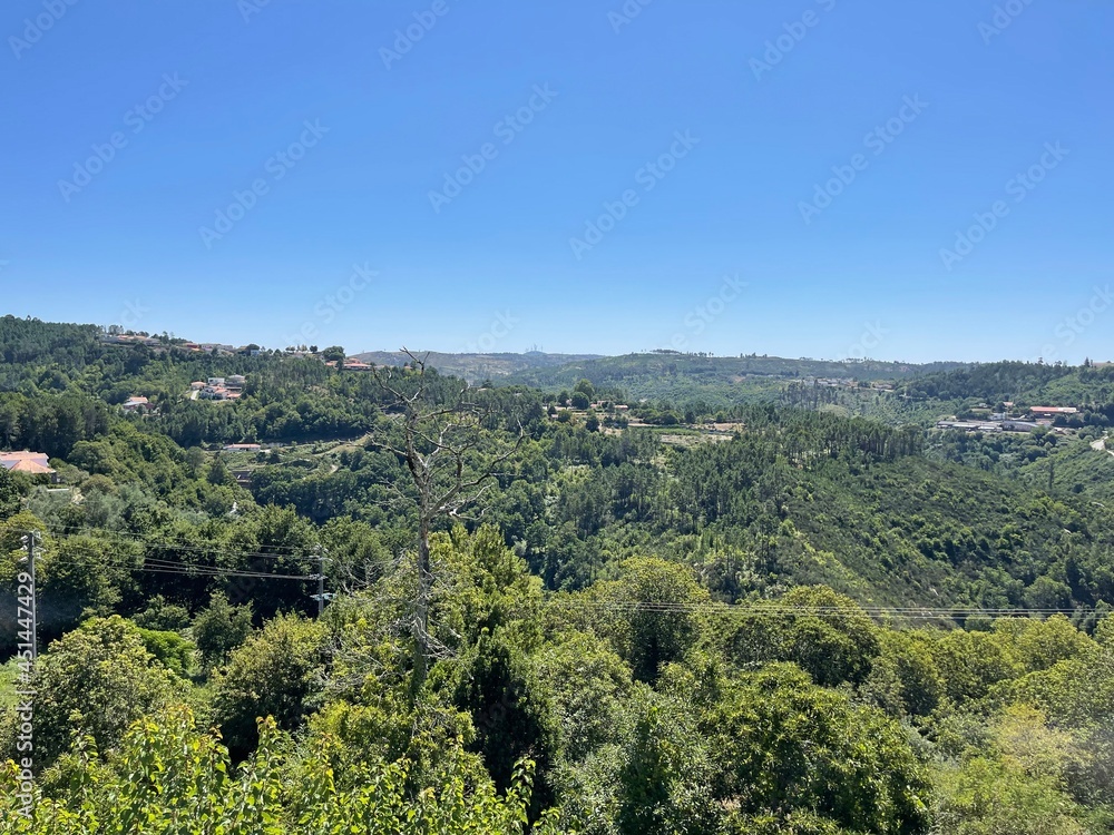 Fototapeta premium landscape with trees