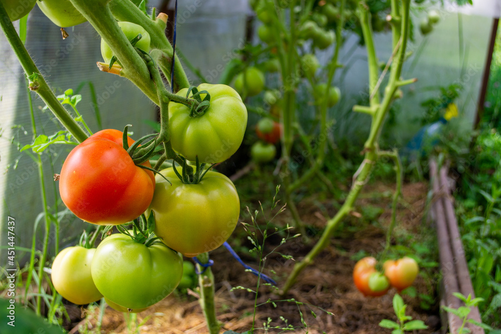 A few green tomatoes and one red tomato hang on the bush with copy space for text