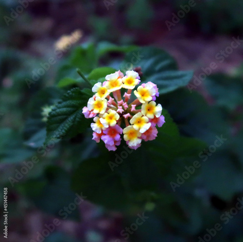 Lantana camara pink in colour white colour