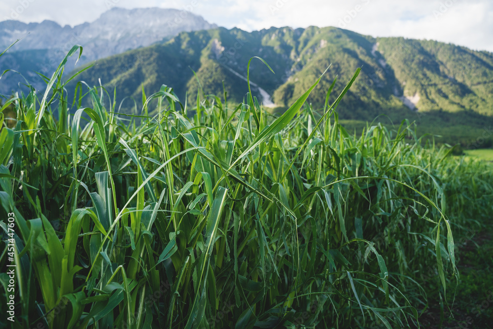 Corn plants damaged by a hail storm in alps in Austria