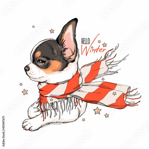 Cute chihuahua dog in a striped scarf. Vector illustration in hand-drawn style. Image for printing on any surface