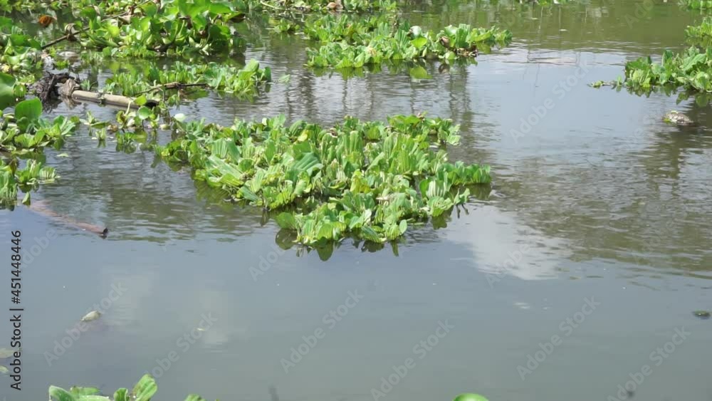 Green grass (Common water hyacinth, hon ngung choi, water cabbage etc) floating in the river with a natural background Green grass (Common water hyacinth, hon ngung choi, water cabbage etc) floating in the river with a natural background