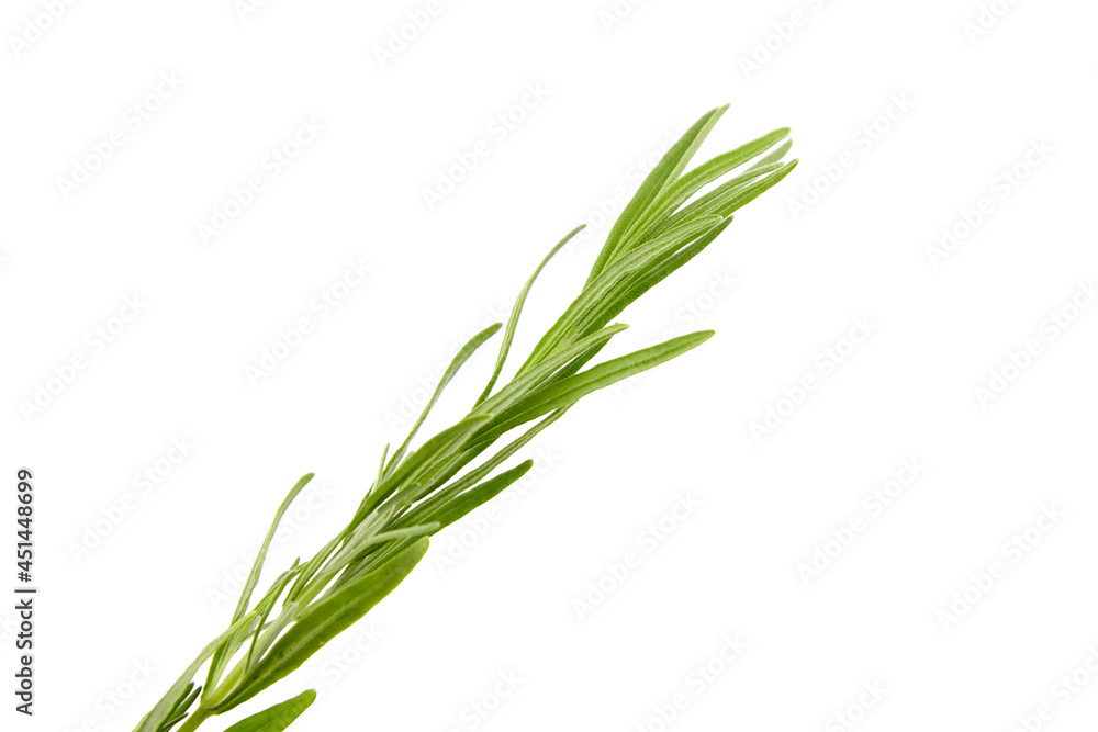 Fototapeta premium Lavender herb plant with green leaves isolated on white background